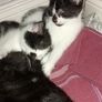 kittens Image 4