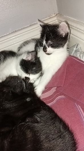 kittens