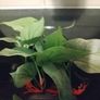 Decorations for Fish Tank Image 4