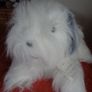 Cuddly Soft Dog for Sale Image 2