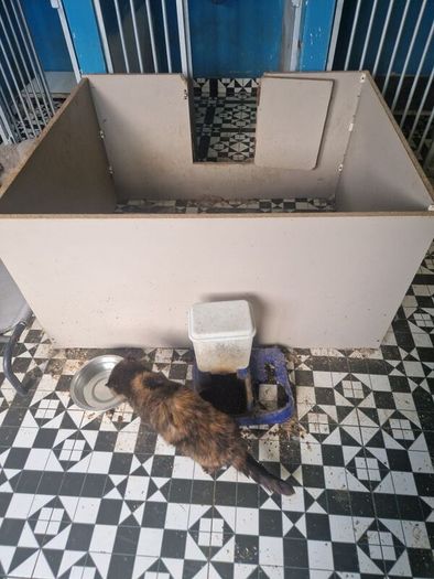 dog bed and crate