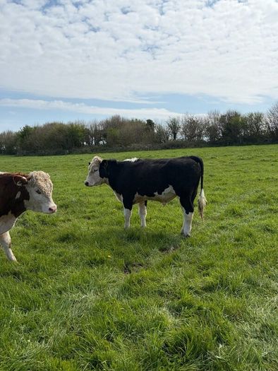 20 Hereford yearlings