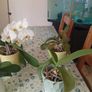 Orchids Image 2