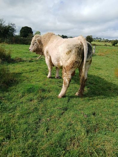 Bull