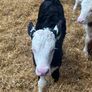Hereford heifer calves Image 3