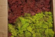 Moss for decoration
