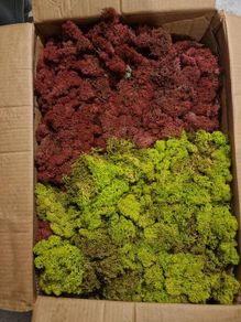 Moss for decoration