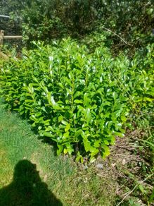 hedging
