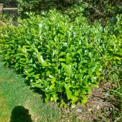 hedging