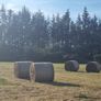 Round hay bales Image 3