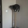 Cat Scratching Post Image 8