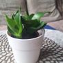 Small Sansevieria Hahnii in White Pot Image 8