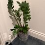 Plants for sale Image 3