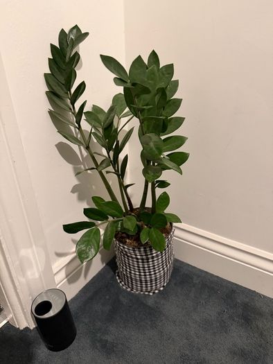 Plants for sale