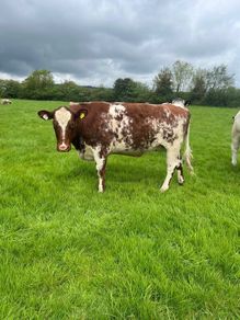 Shorthorn breeding heifer