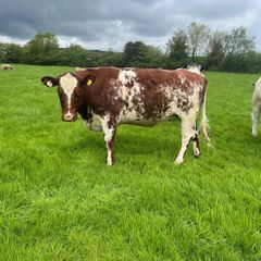 Shorthorn breeding heifer