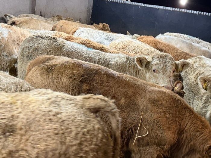 Charolais Weanlings