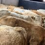 Charolais Weanlings Image 9
