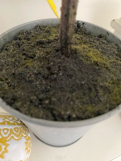 Shabby-Chic Greenery in a pot with Ribbon