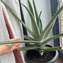 Aloe plant Image 5