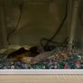 aquarium Image 2