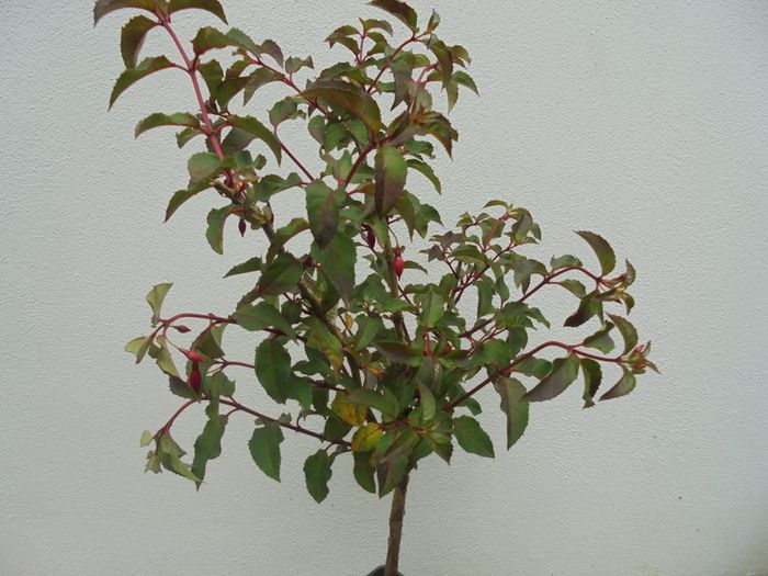 Fuchsia on stem