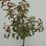 Fuchsia on stem Image 2
