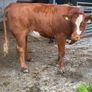 7 organic incalf heifers Image 8