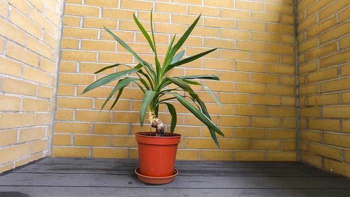 Yucca Indoor Plant
