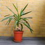 Yucca Indoor Plant Image 2