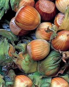 Hazelnut tree