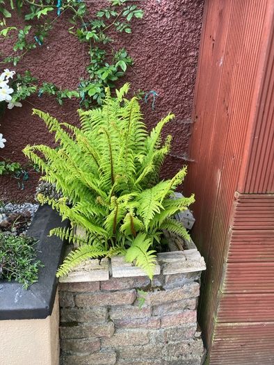 Extra Large Ostrich Ferns