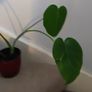 Monstera Image 4