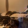 pet adoption .American Cichlids Image 6