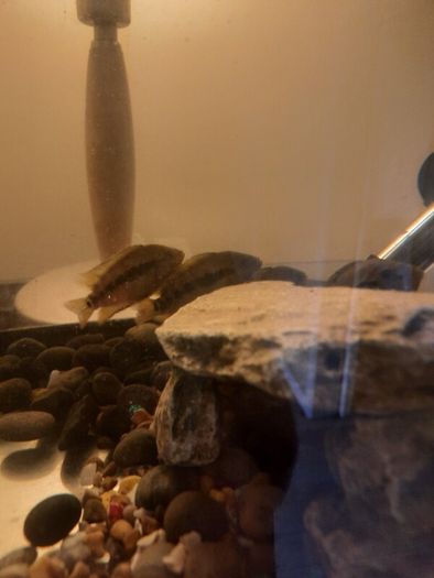 pet adoption .American Cichlids