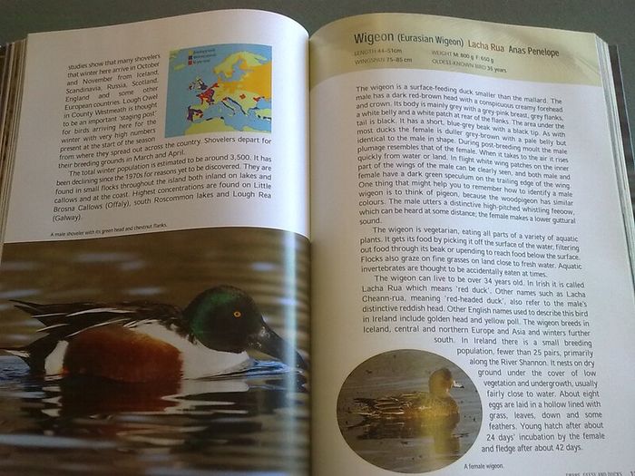 Fresh water birds of Ireland Irish
