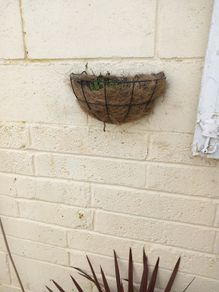 wall planter