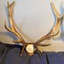 deer Image 2