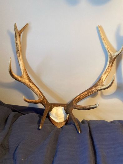 3 Deer mounts 2 Fallow 1 Red Deer