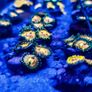 Rainbow Incinerator Zoa Image 2