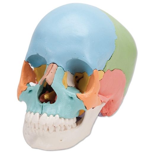 3B Scientific A291 Human Skull 22 part Model