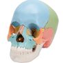 3B Scientific A291 Human Skull 22 part Model Image 2