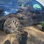 mature plant bundle Image 2