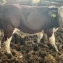 Weanlings Hereford Calves Image 4