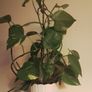 Epipremnum aureum Image 2