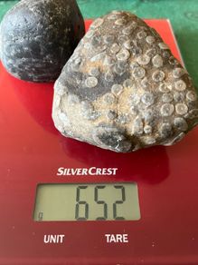 Collectable Fossil coral stones