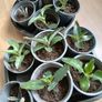 Plants Image 2