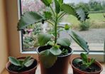 Plant  Mother of Thousands