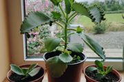 Plant  Mother of Thousands
