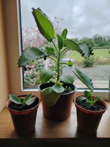 Houseplant Mother of Thousands